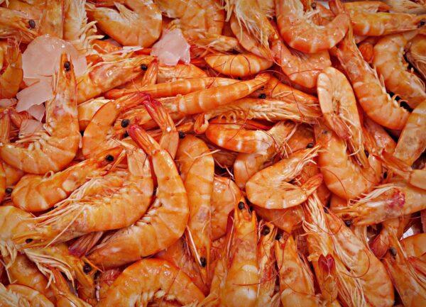 Shrimp & Prawns